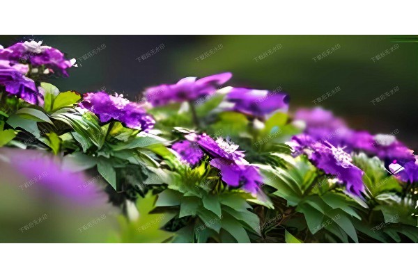 桑拿按摩 桑拿按摩